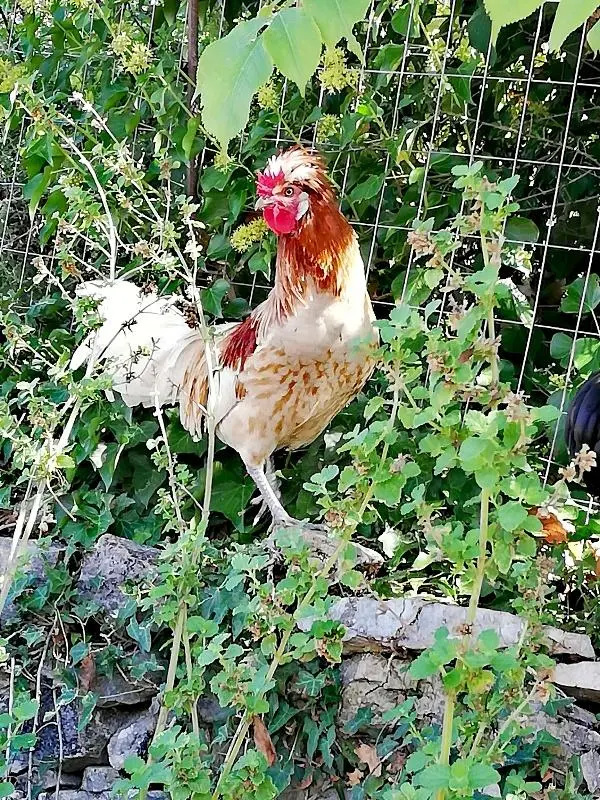 Συνημμένη εικόνα 76462