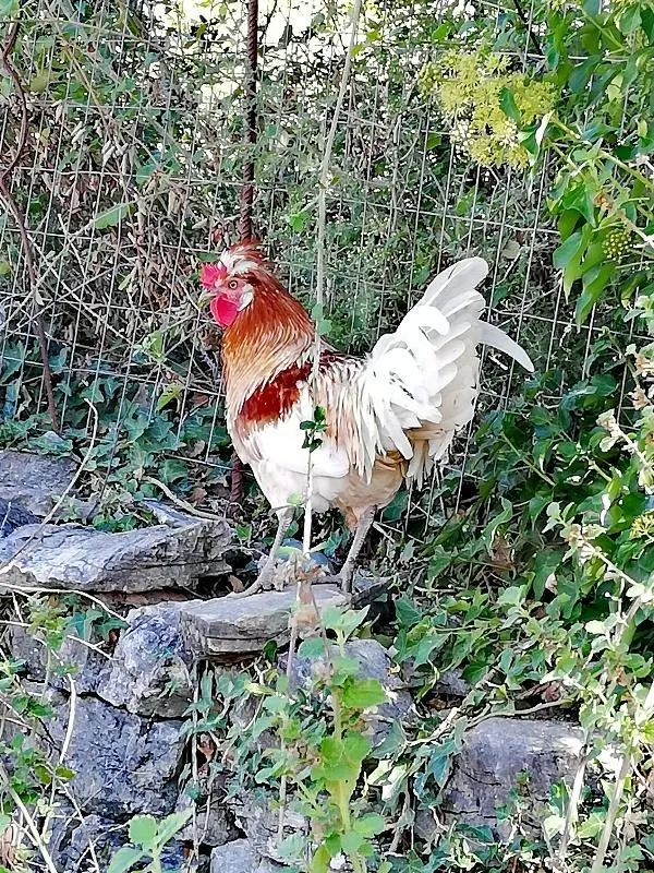 Συνημμένη εικόνα 76463