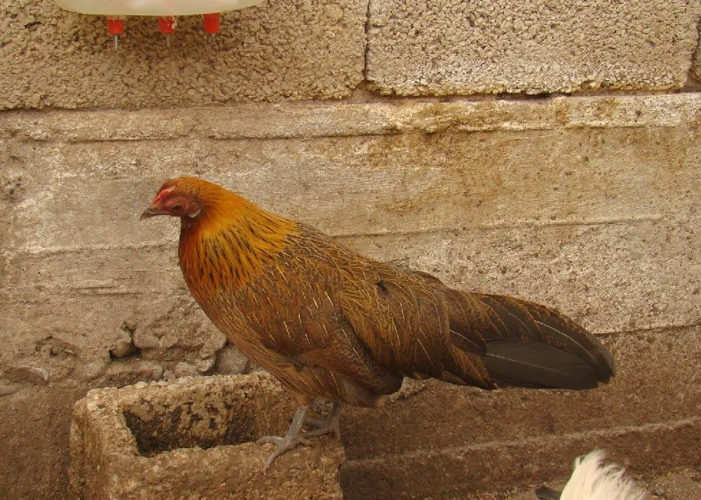 Συνημμένη εικόνα 77236