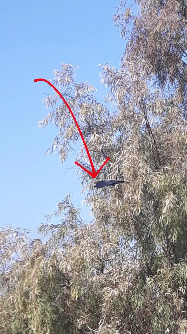 Συνημμένη εικόνα 79146
