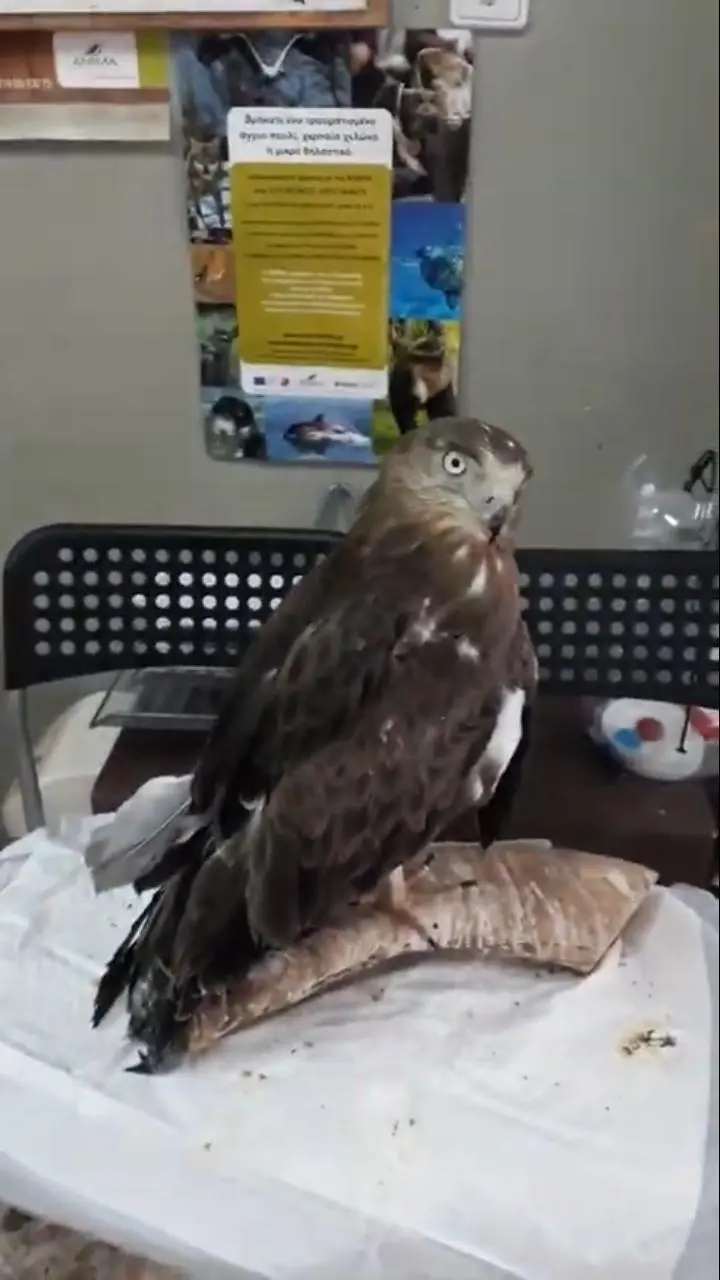 Συνημμένη εικόνα 79226