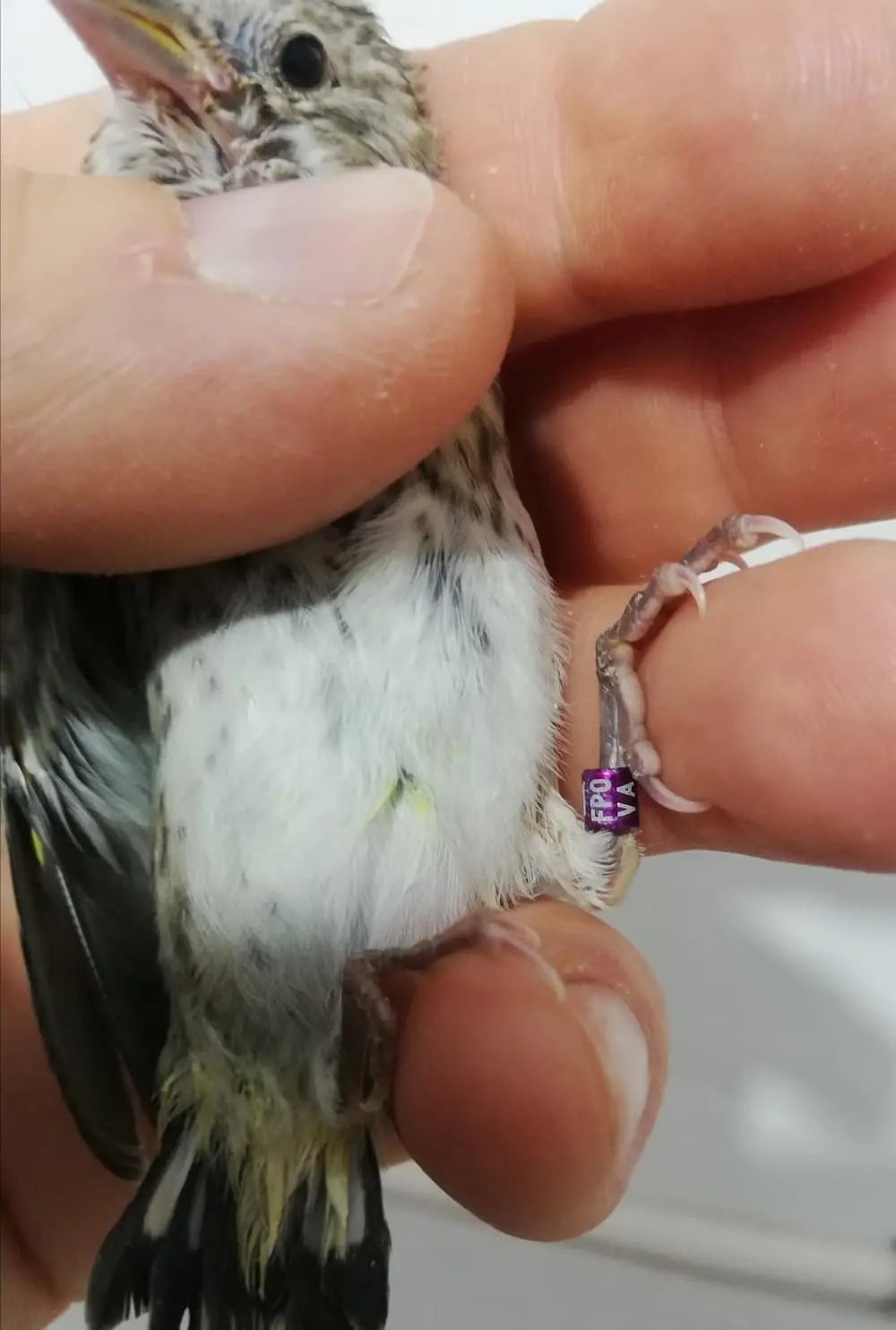 Συνημμένη εικόνα 82460