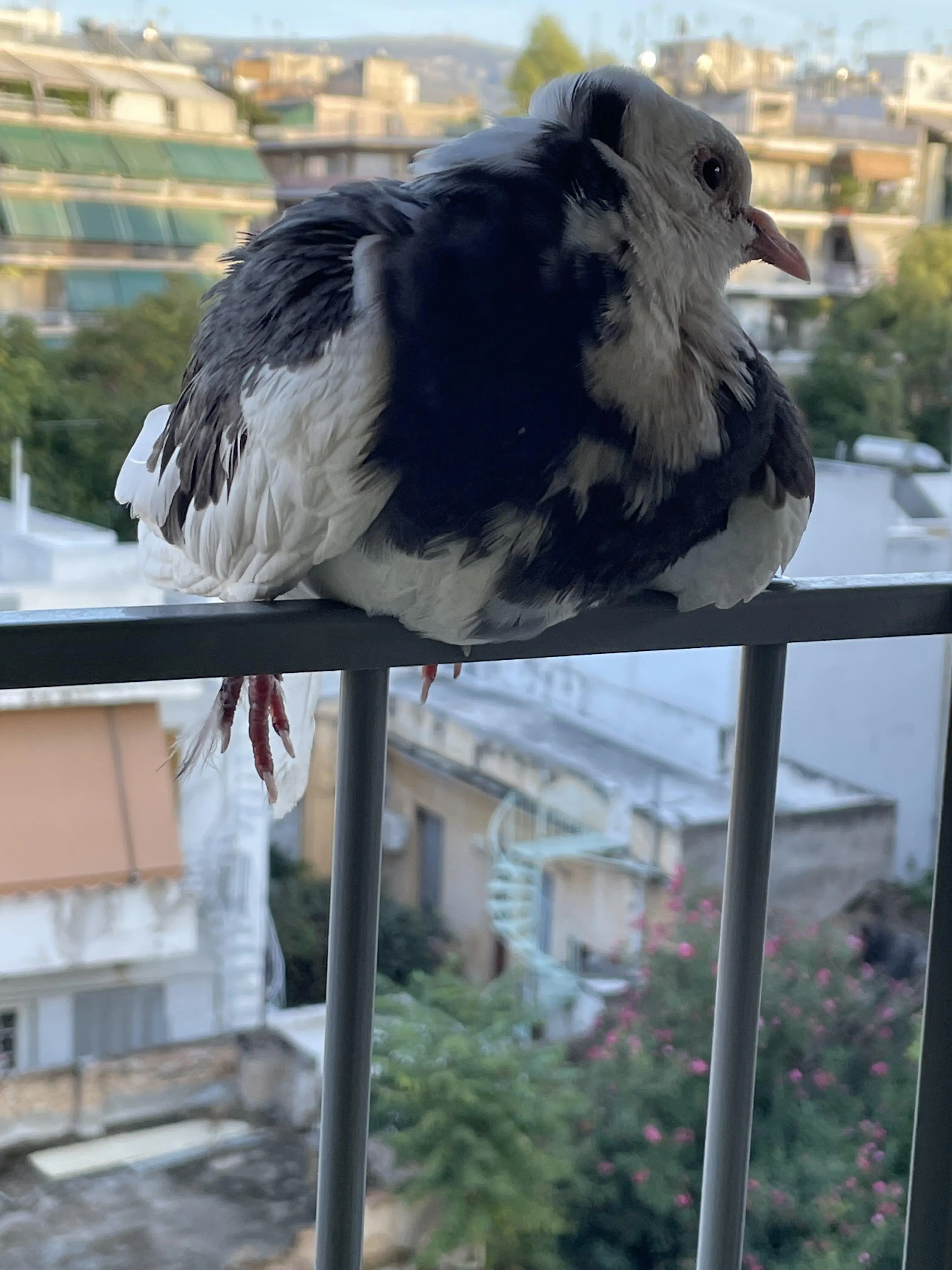 Συνημμένη εικόνα 85051