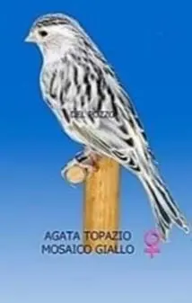Συνημμένη εικόνα 87130
