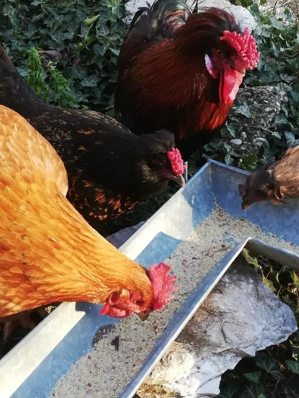 Συνημμένη εικόνα 87683