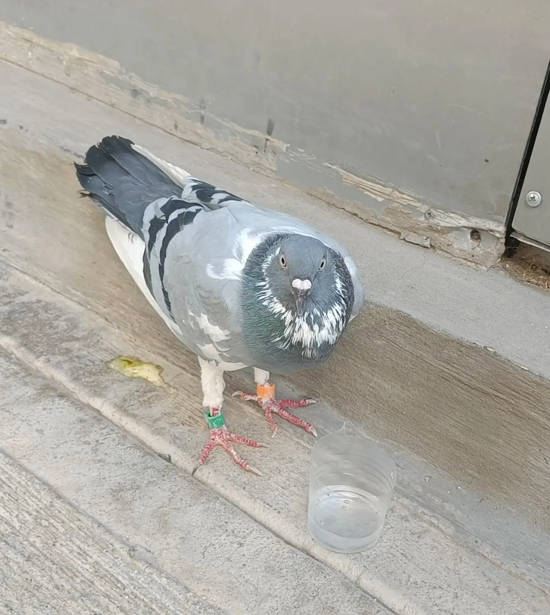 Συνημμένη εικόνα 89735