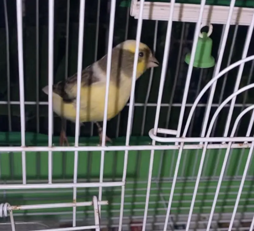 Συνημμένη εικόνα 92393