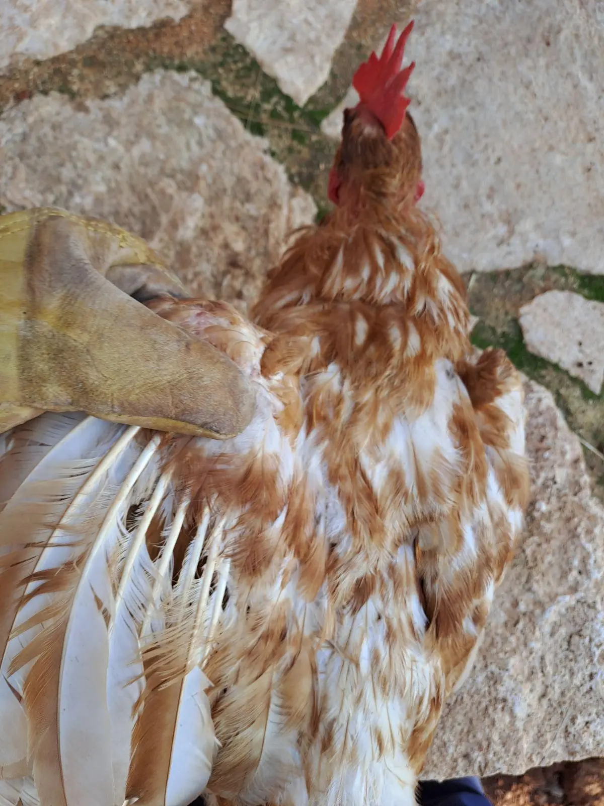 Συνημμένη εικόνα 92403
