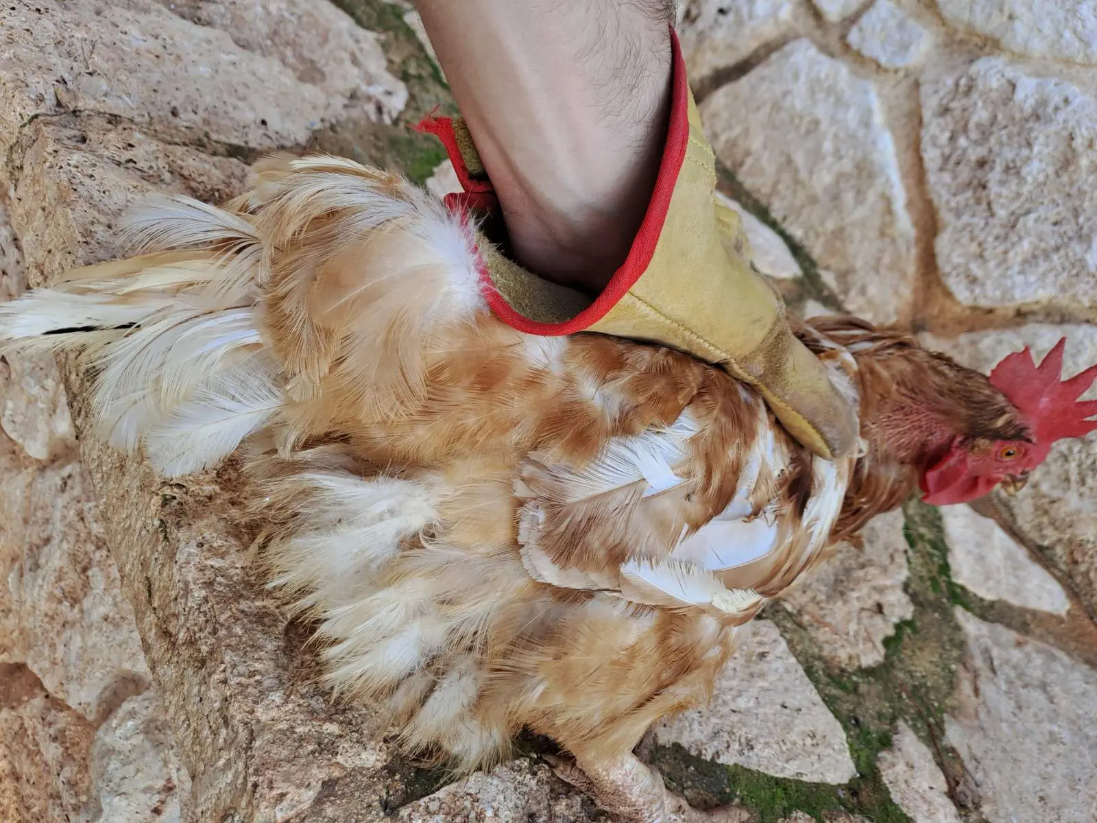 Συνημμένη εικόνα 92404