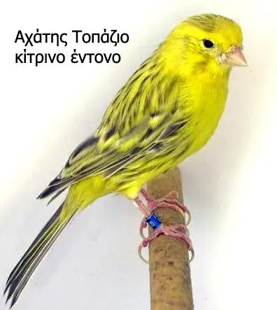 Συνημμένη εικόνα 92606