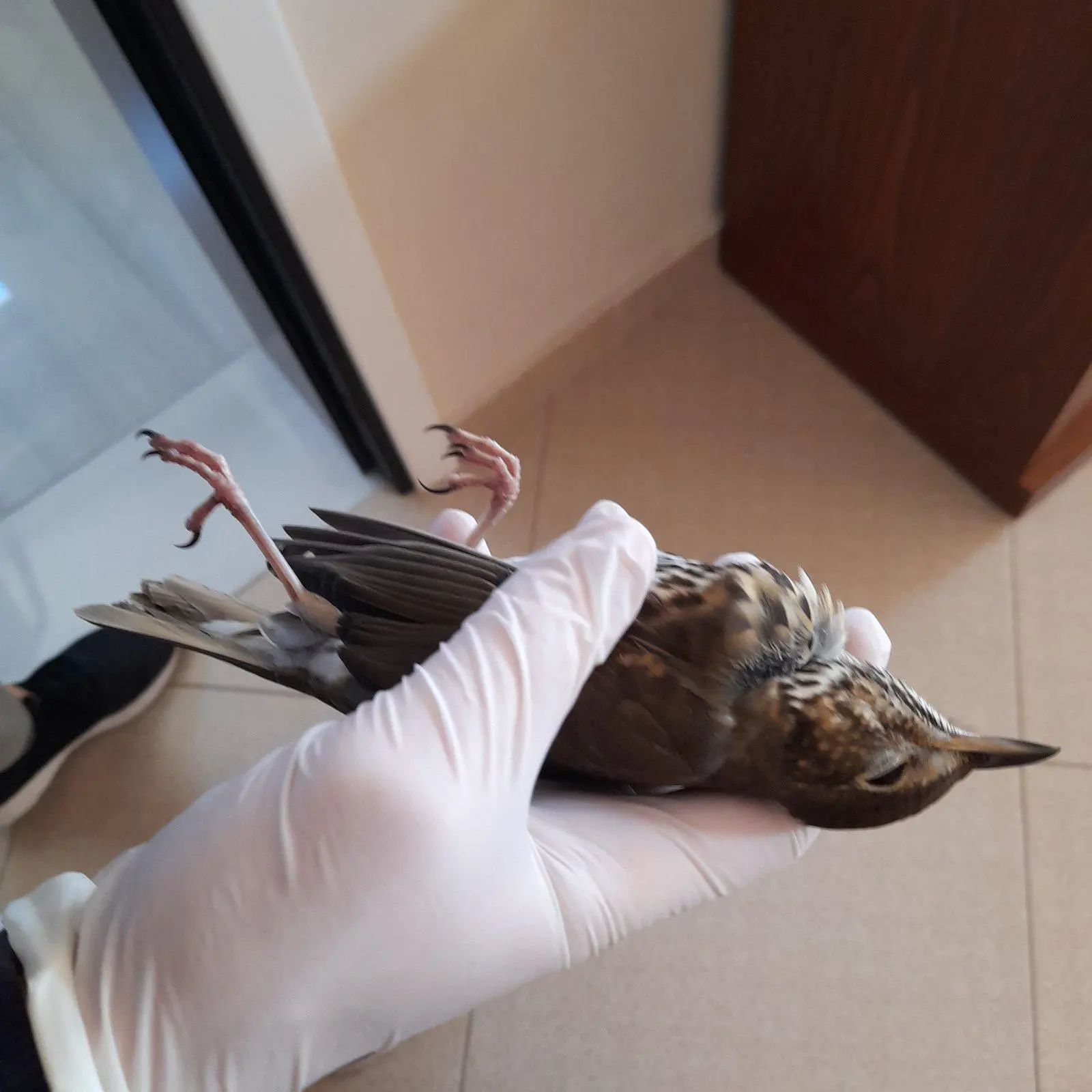 Συνημμένη εικόνα 92878