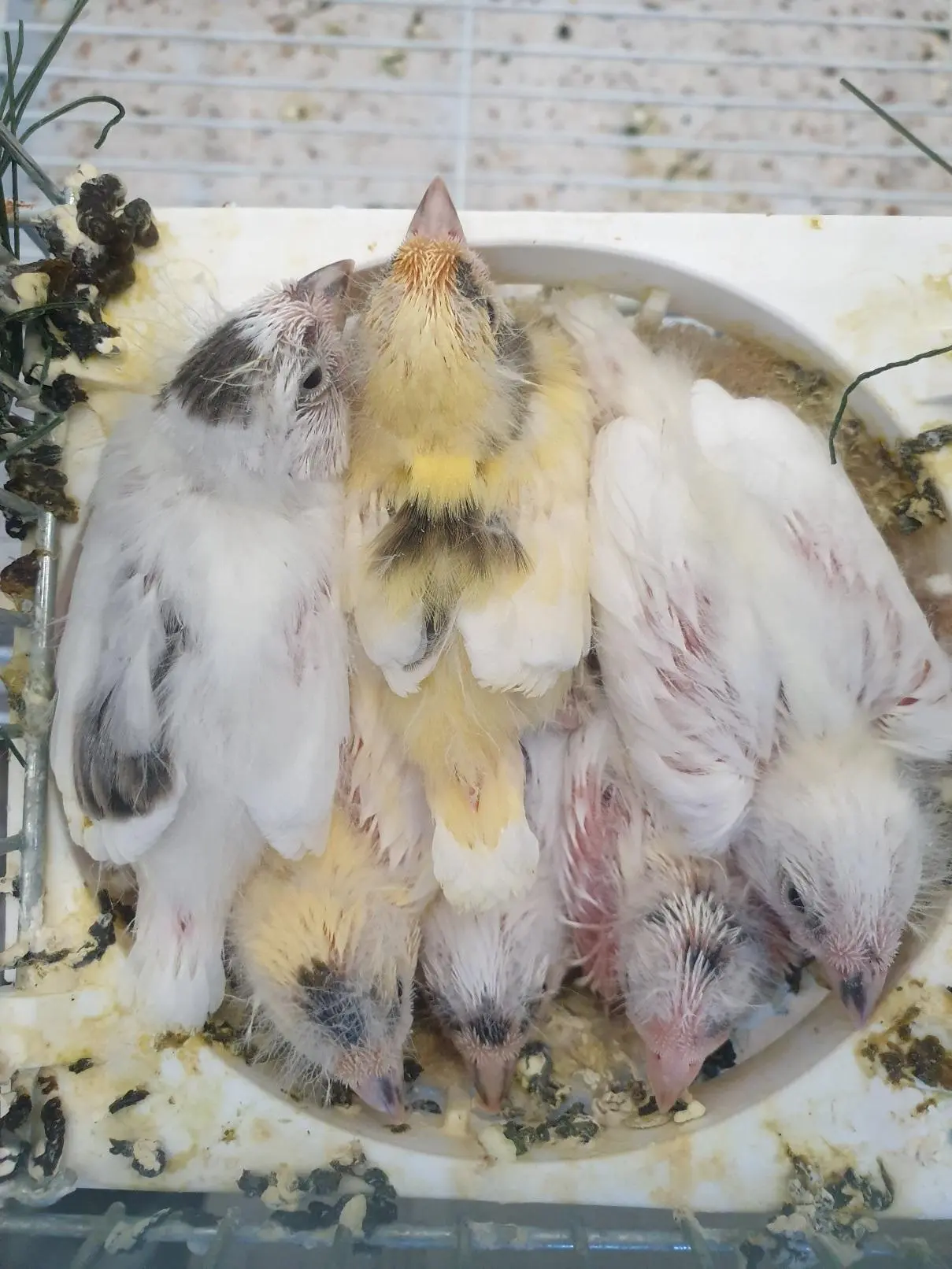 Συνημμένη εικόνα 93455
