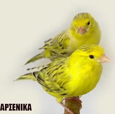 Συνημμένη εικόνα 93531