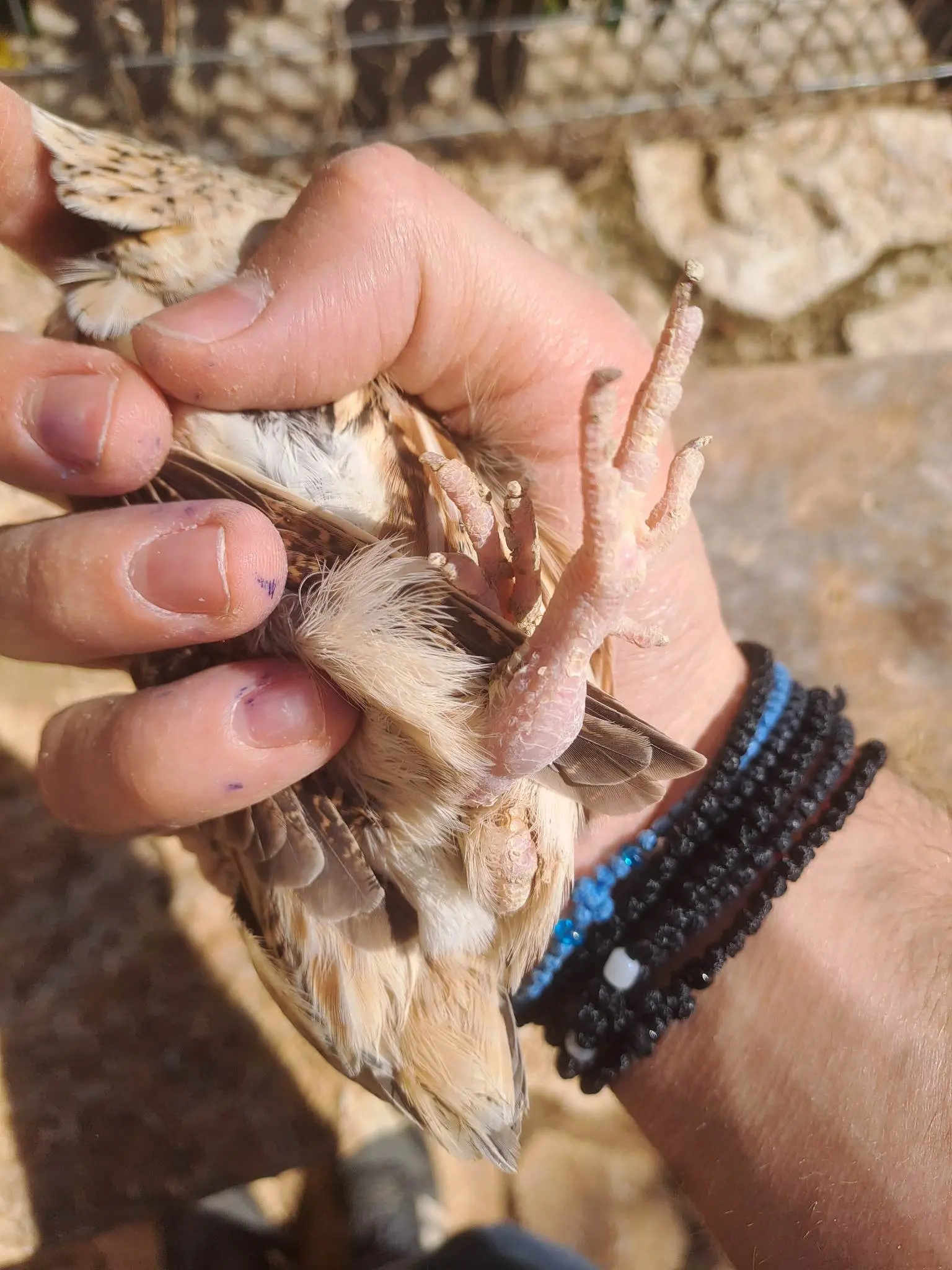 Συνημμένη εικόνα 93821