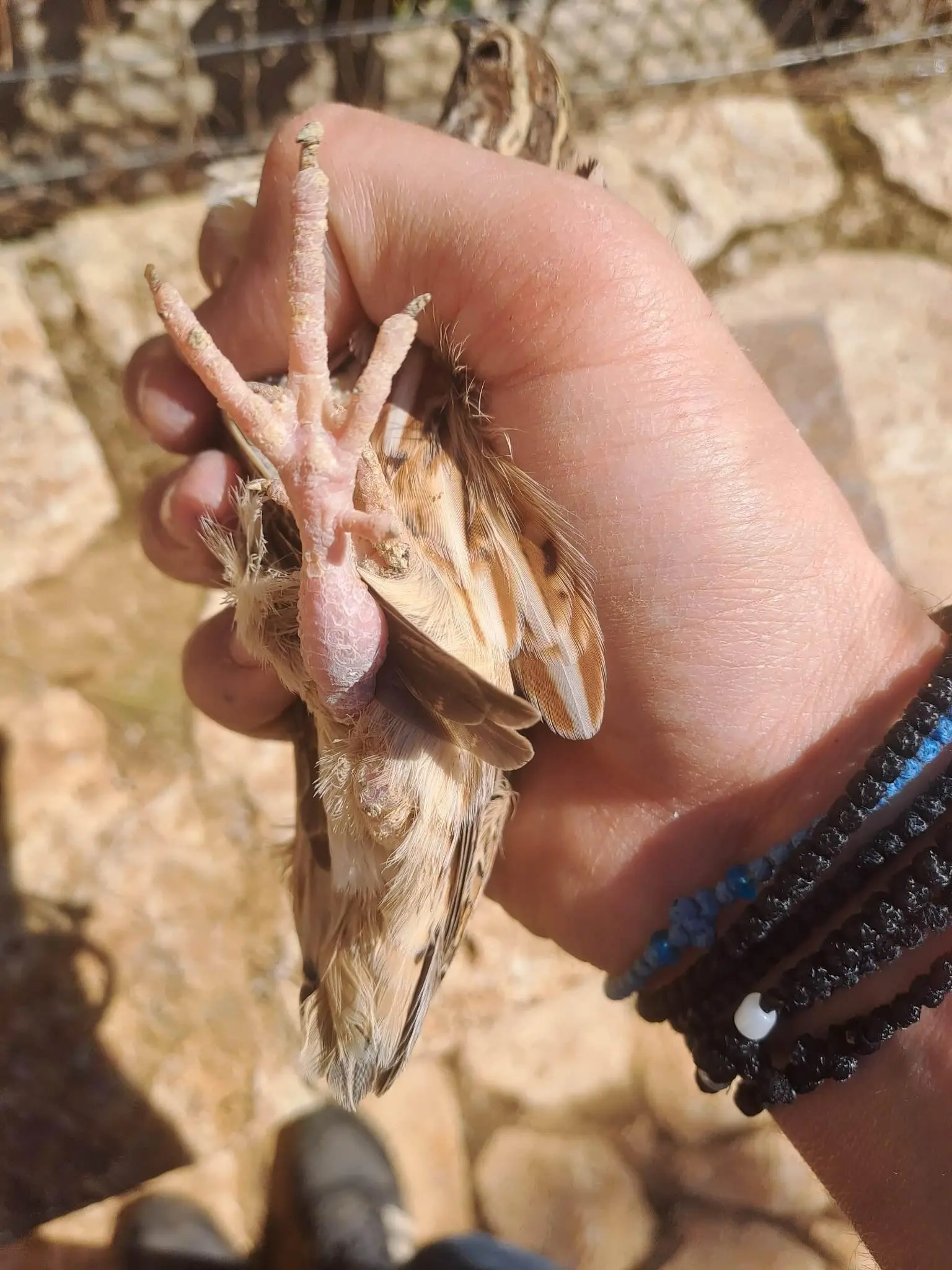 Συνημμένη εικόνα 93822