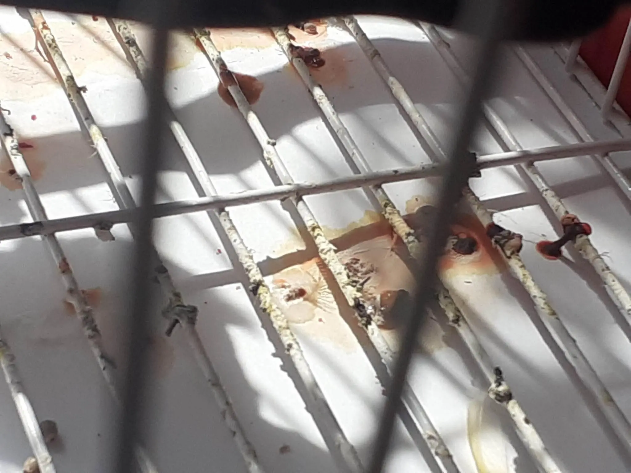 Συνημμένη εικόνα 93975