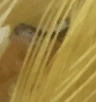 Συνημμένη εικόνα 95986