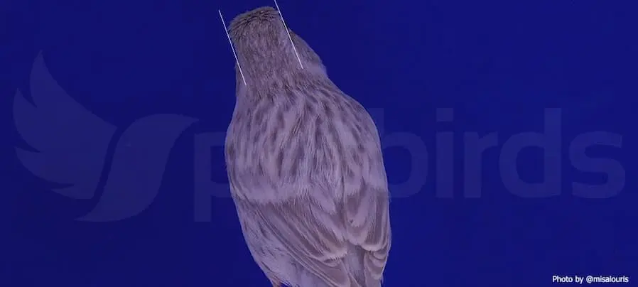 Συνημμένη εικόνα 96714