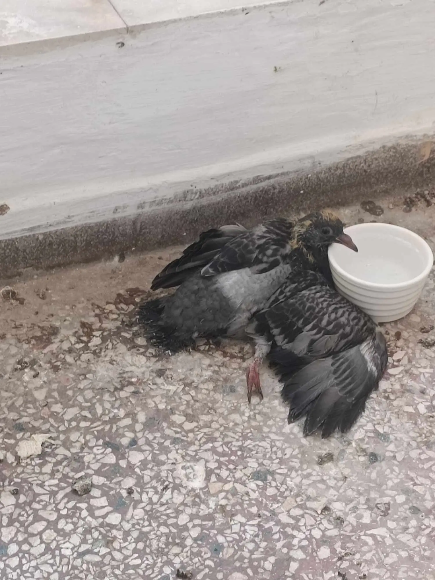 Συνημμένη εικόνα 97415