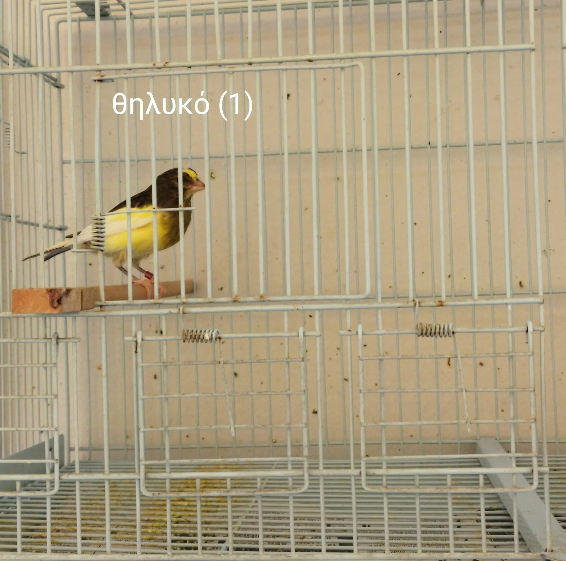 Συνημμένη εικόνα 97544