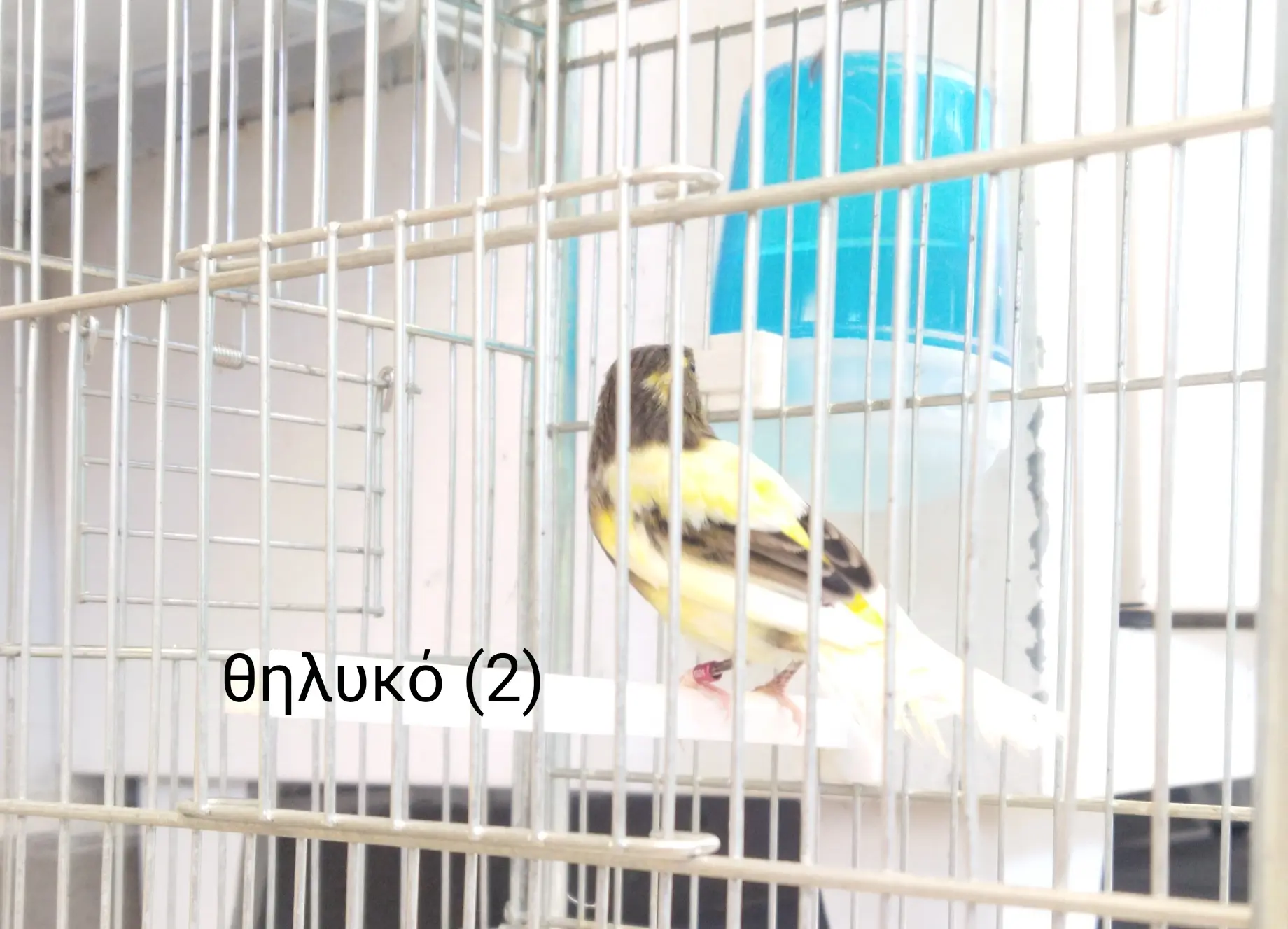 Συνημμένη εικόνα 97545