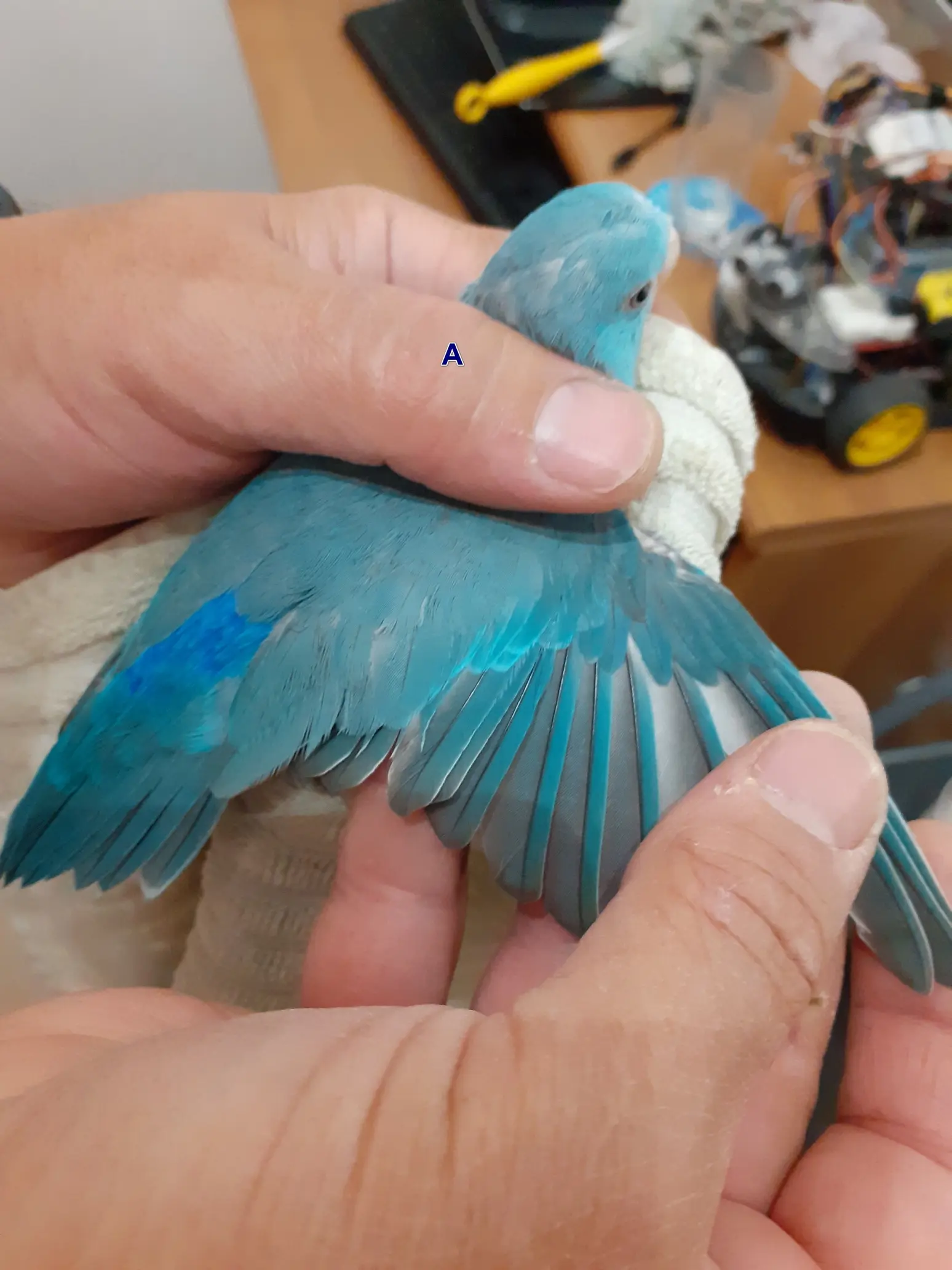 Συνημμένη εικόνα 97563