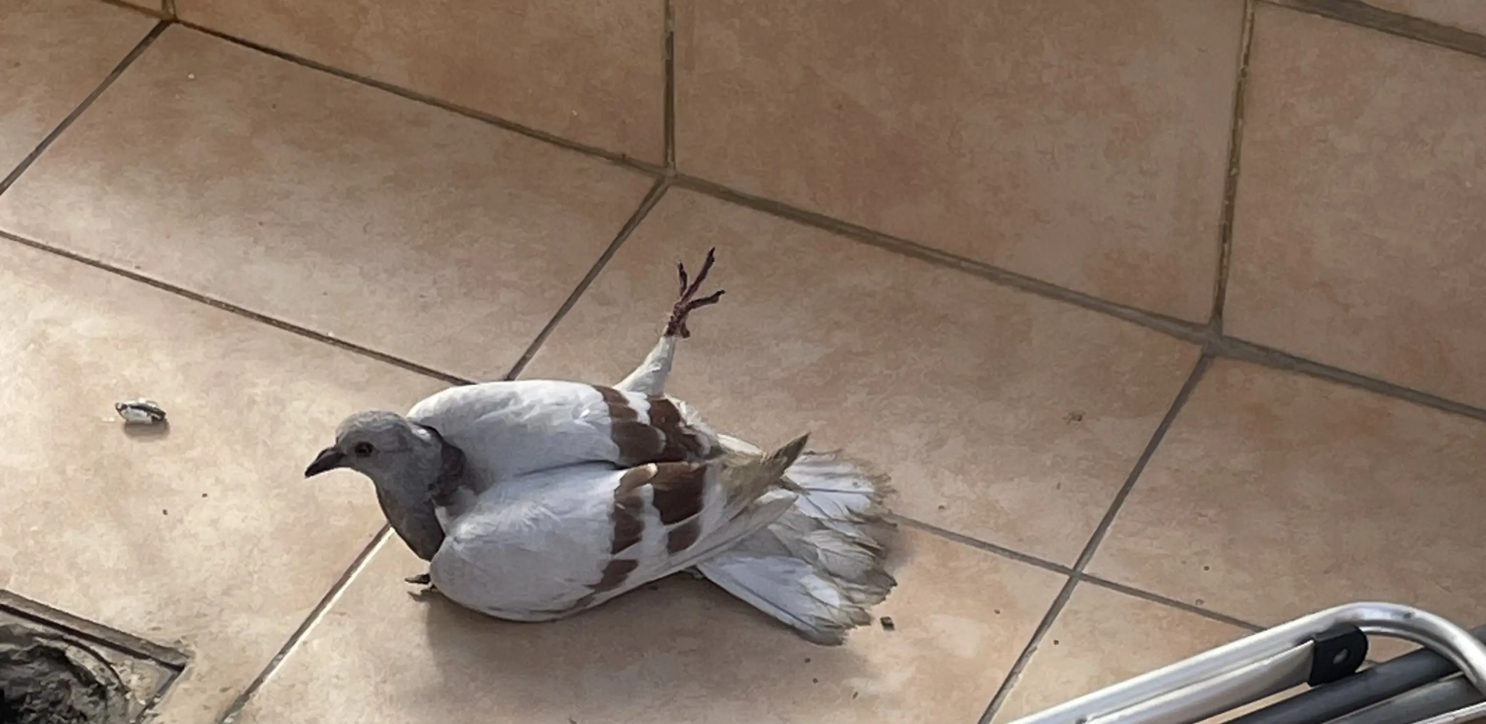 Συνημμένη εικόνα 97576