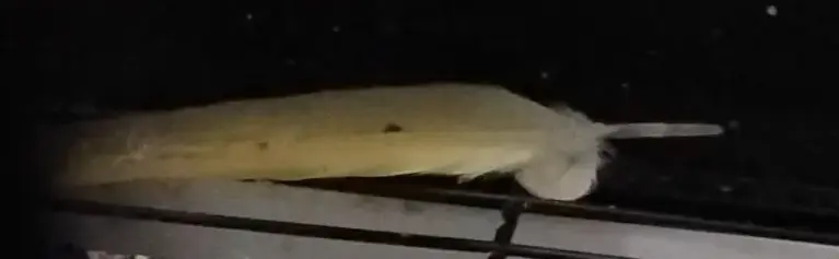 Συνημμένη εικόνα 98120