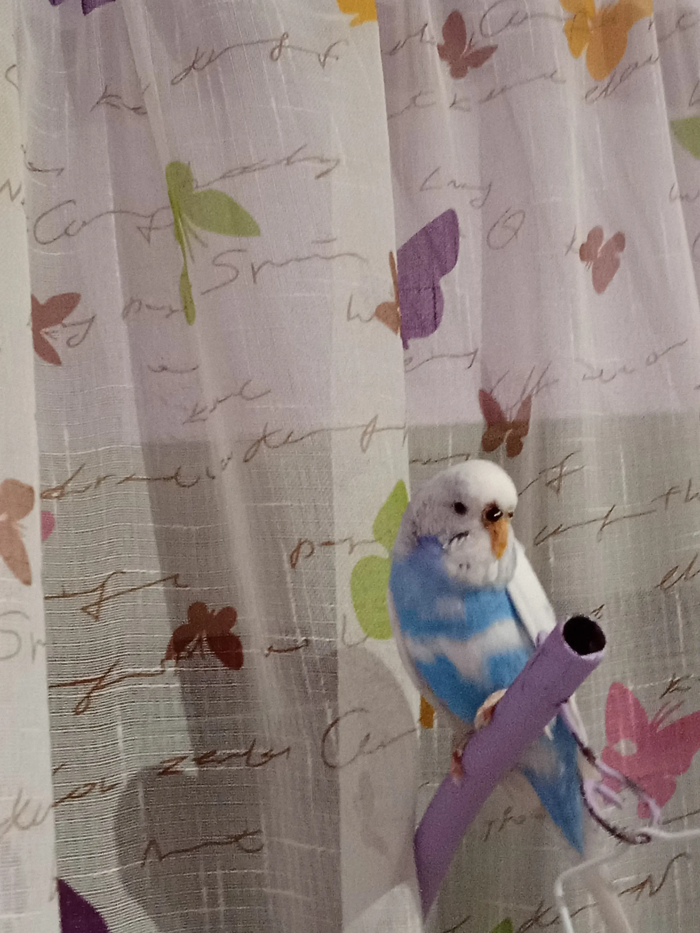 Συνημμένη εικόνα 98183