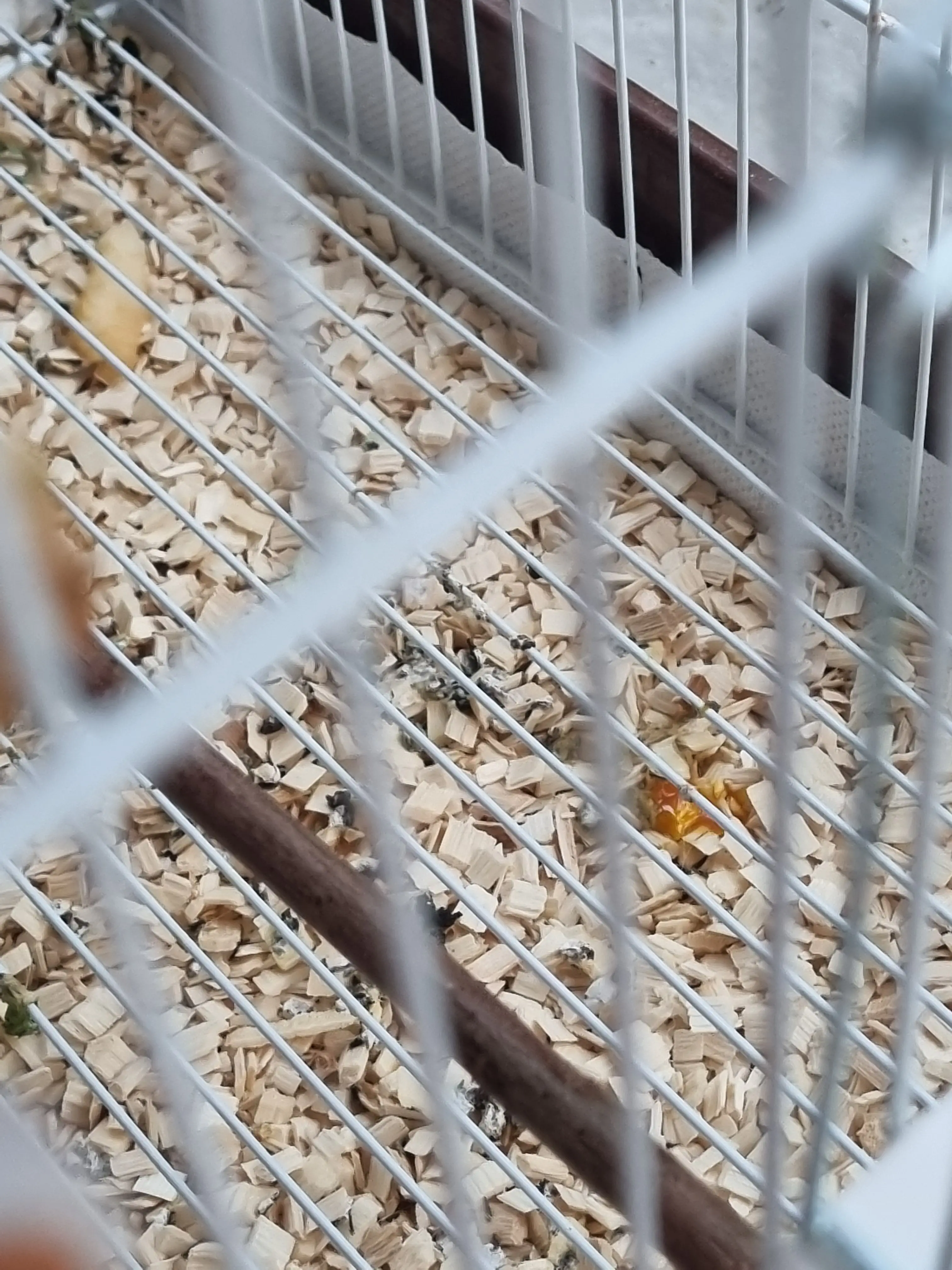 Συνημμένη εικόνα 98244