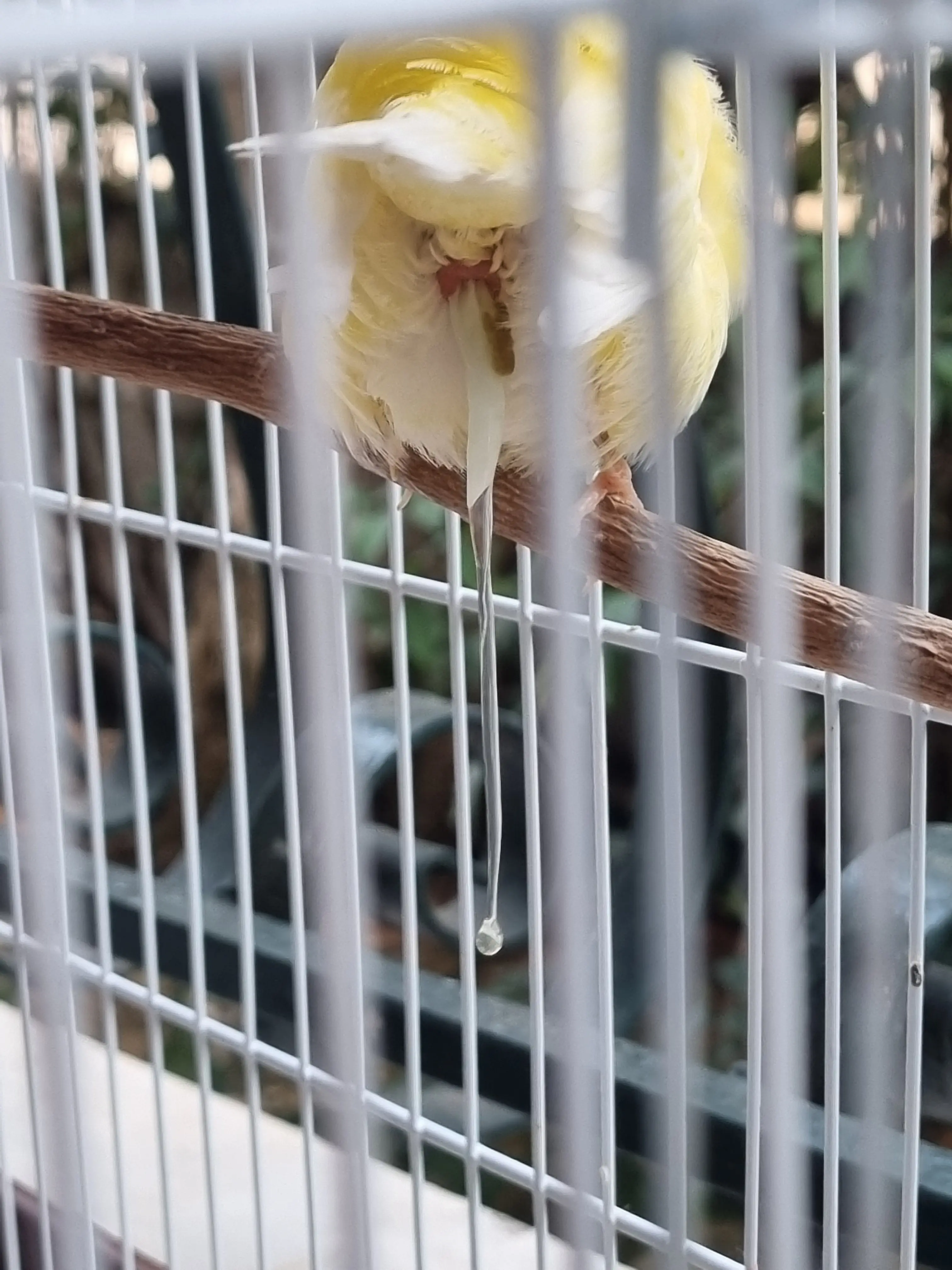 Συνημμένη εικόνα 98245