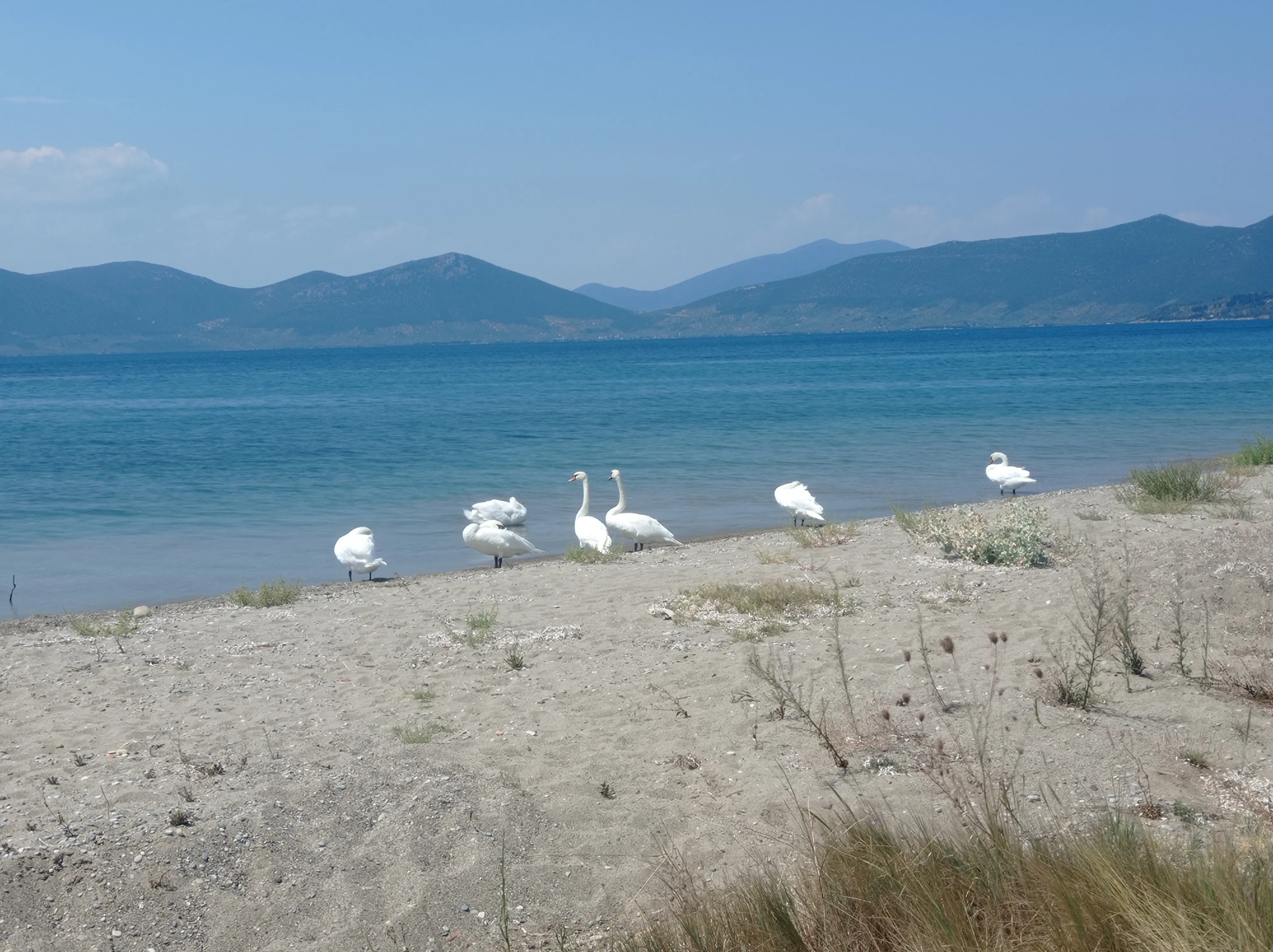 Συνημμένη εικόνα 98822