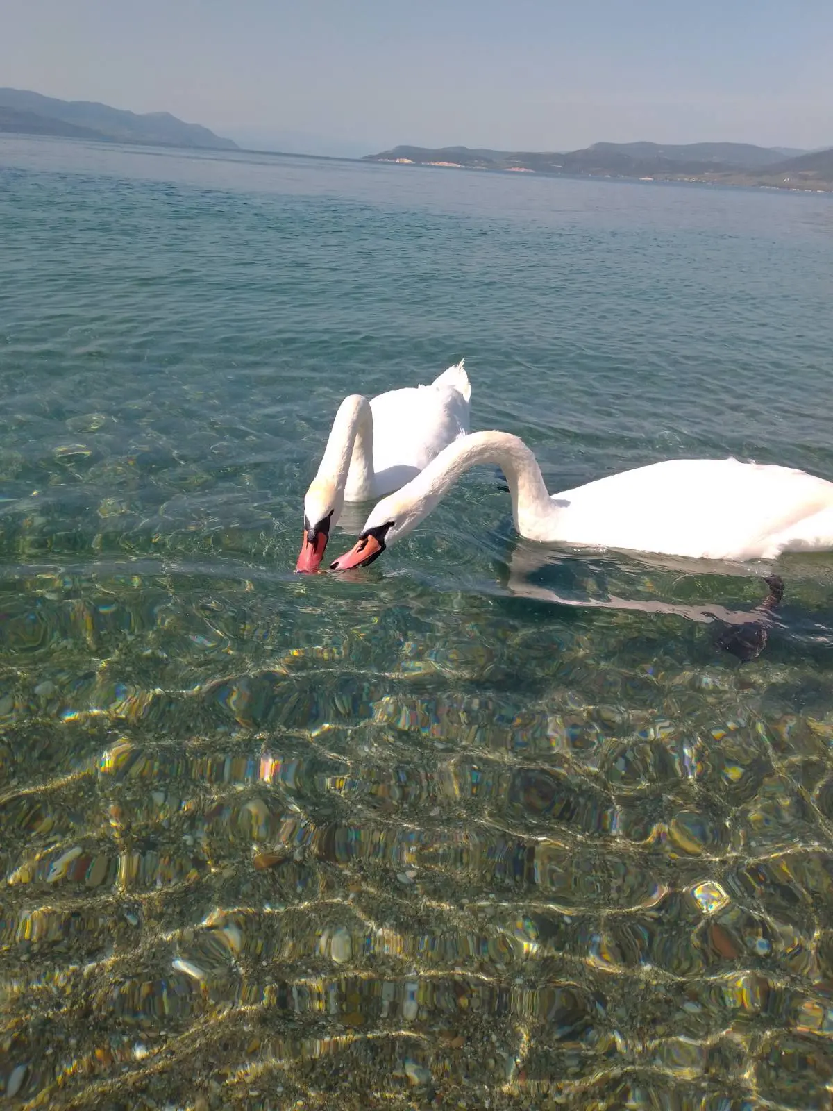 Συνημμένη εικόνα 98823