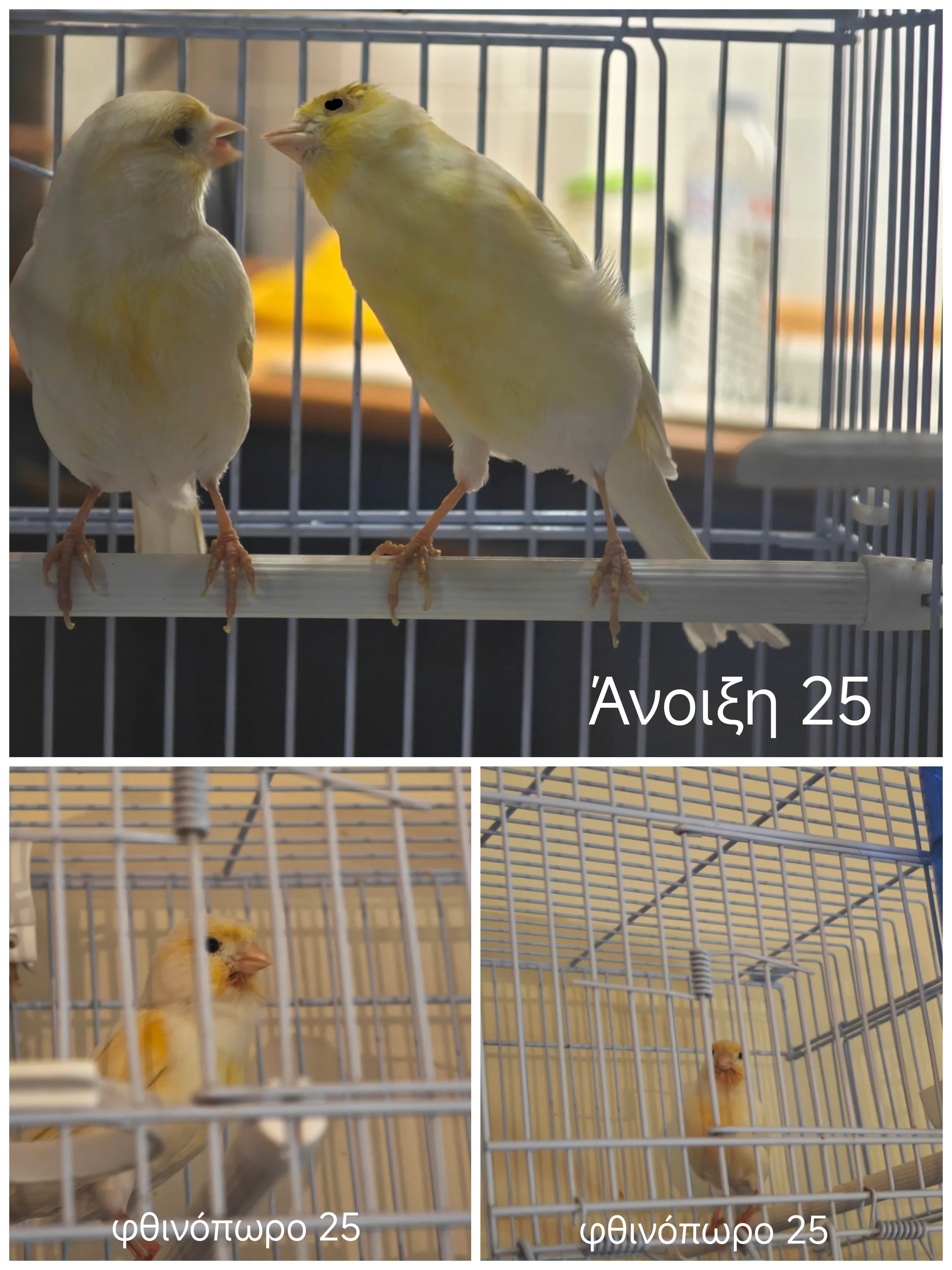 Συνημμένη εικόνα 99452
