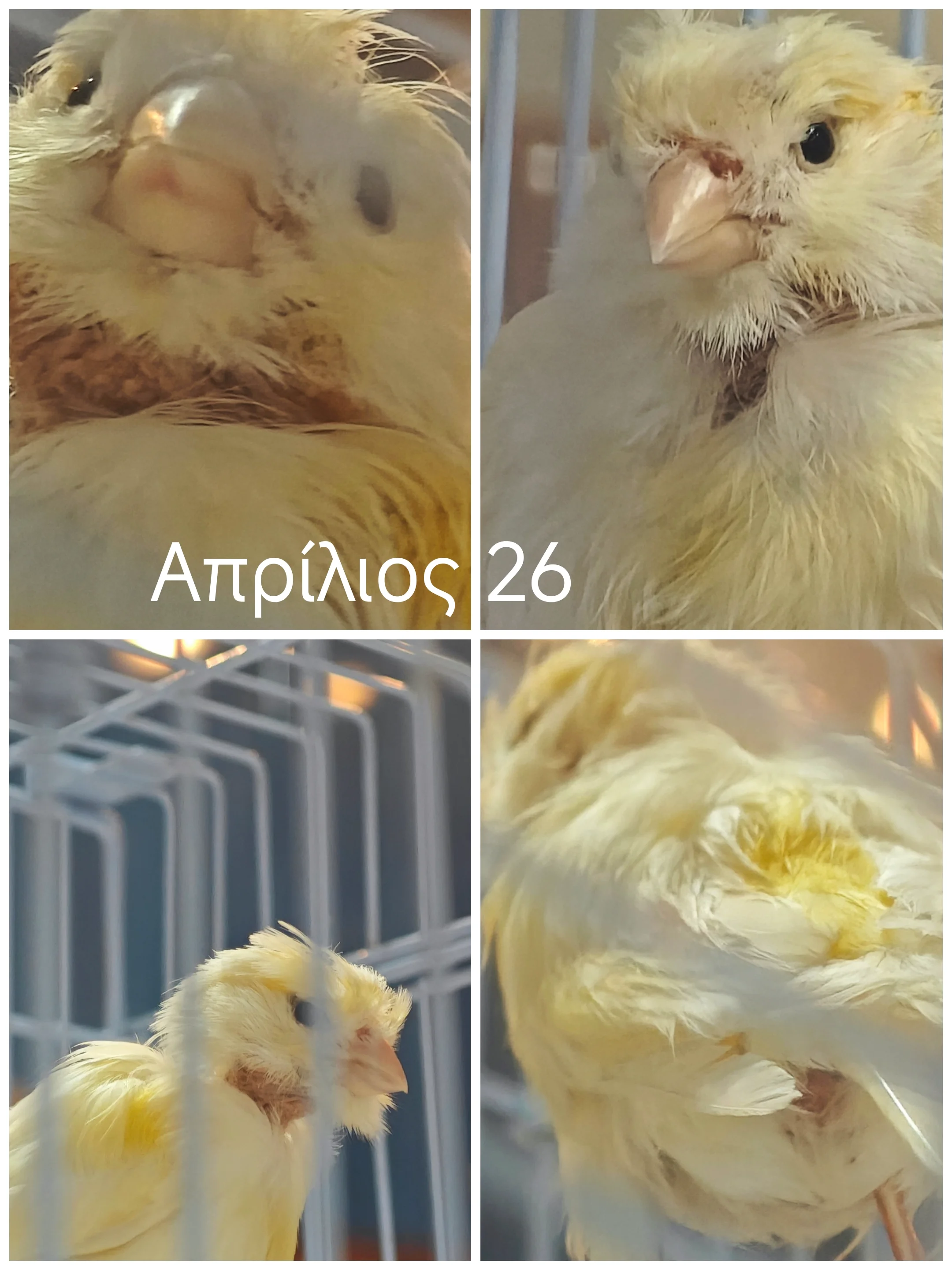 Συνημμένη εικόνα 99453