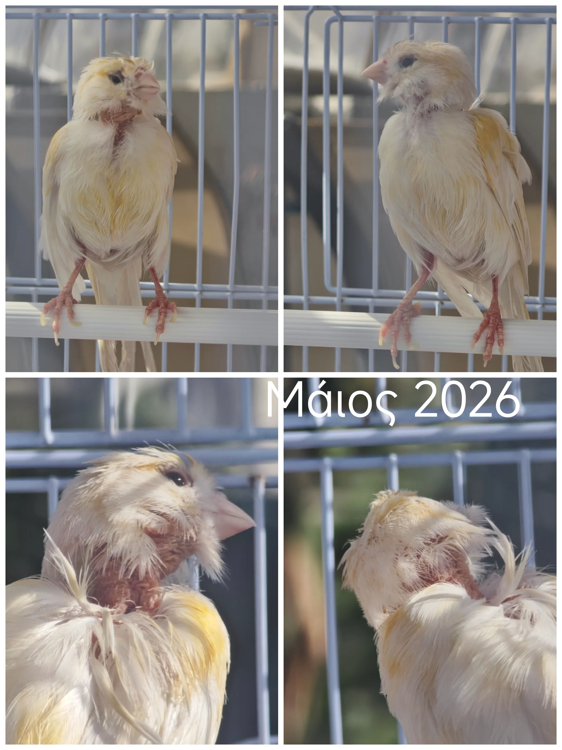 Συνημμένη εικόνα 99454